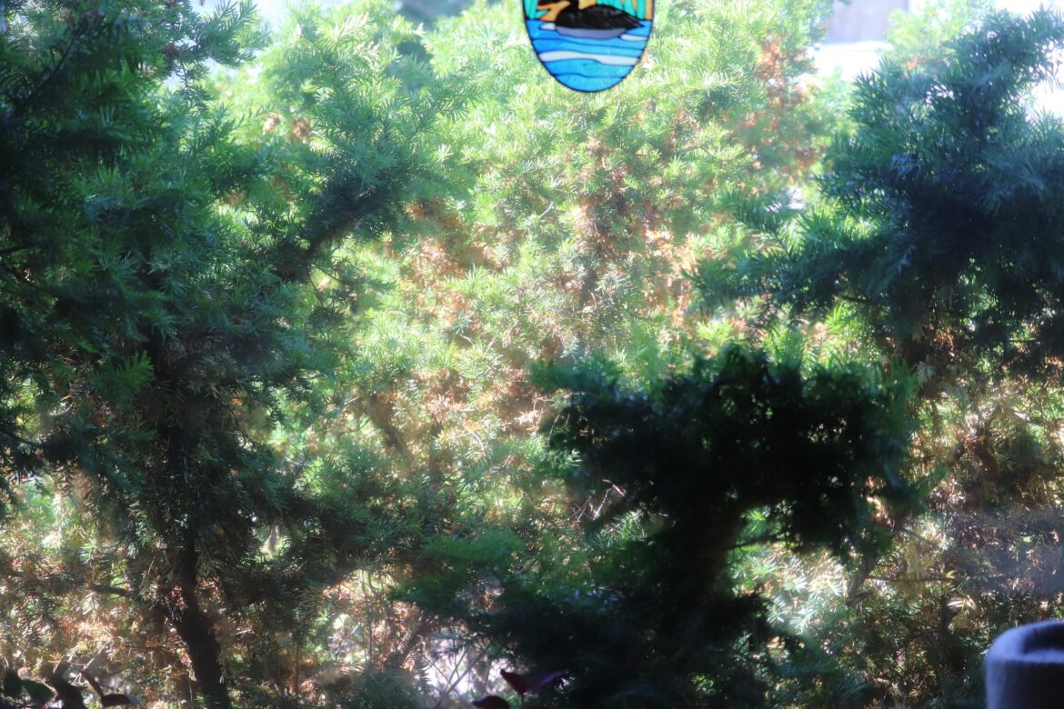 Is this Japanese yew dying/can this browning be salvaged? Is this Japanese yew dying/can this browning be salvaged?