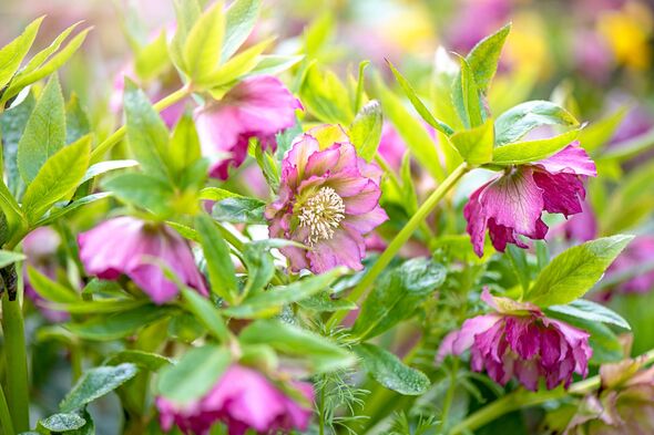 Hellebore flower