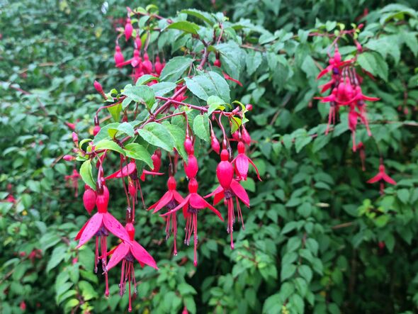 Hummingbird Fuchsia