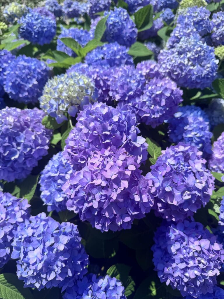 I ♥️ my hydrangea