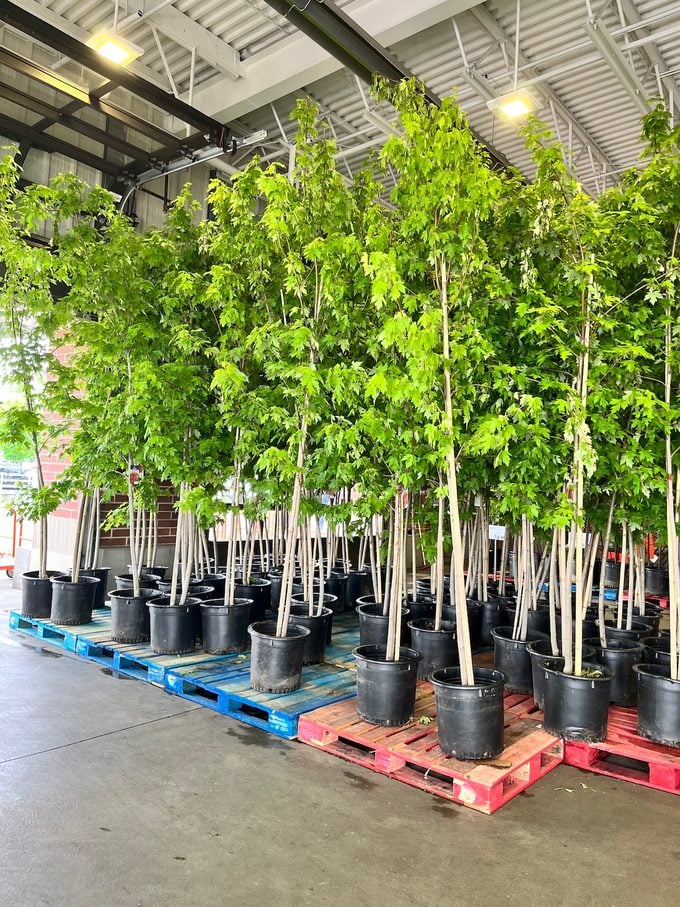 costco maple trees