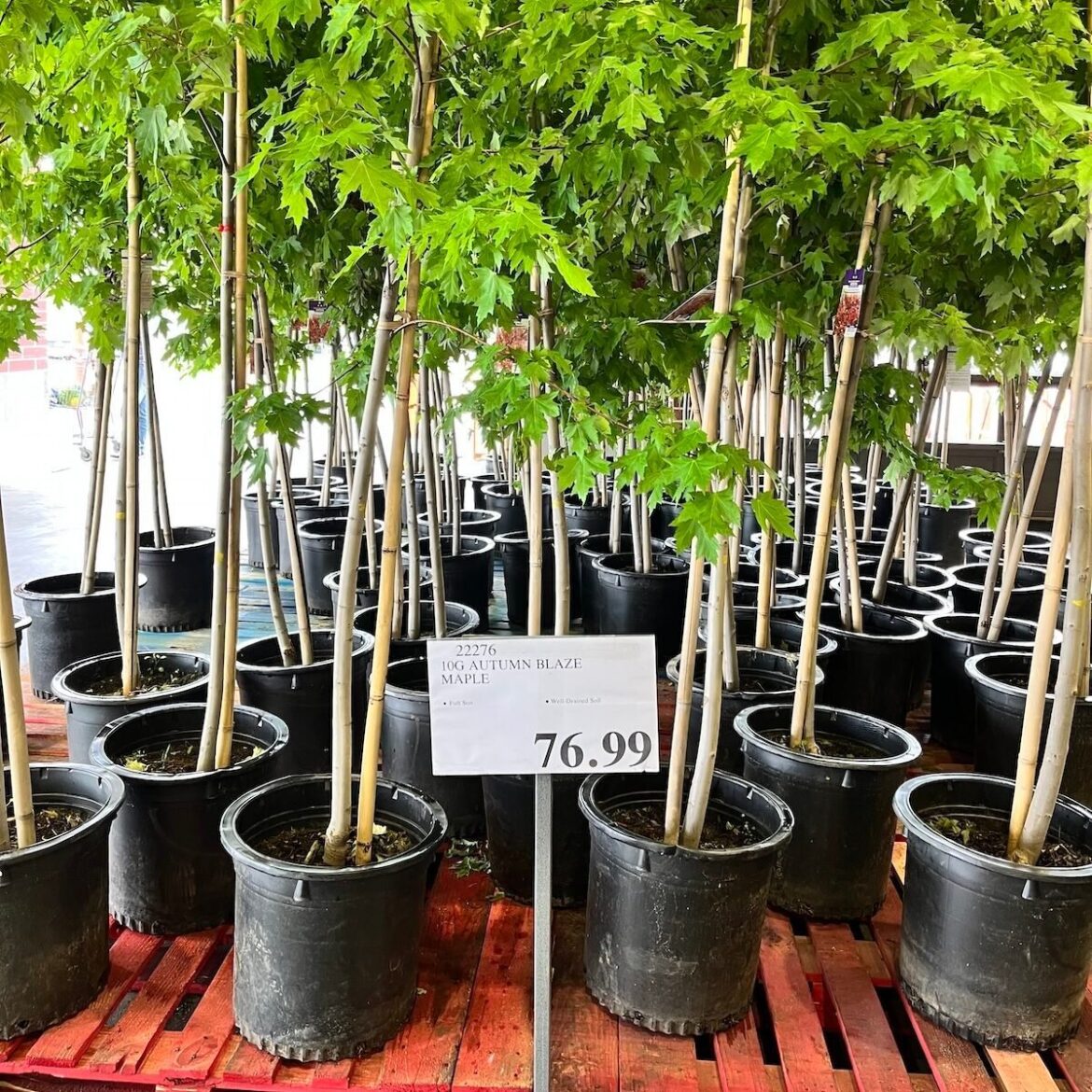 Should You Buy Trees at Costco? Why or Why Not Should You Buy Trees at Costco? Why or Why Not