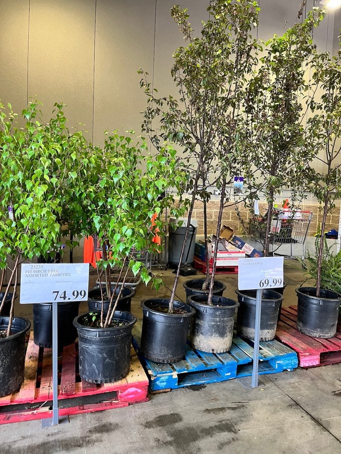 Costco trees