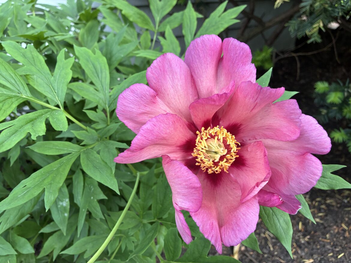 The Green Thumb: Tips to start your summer garden off right