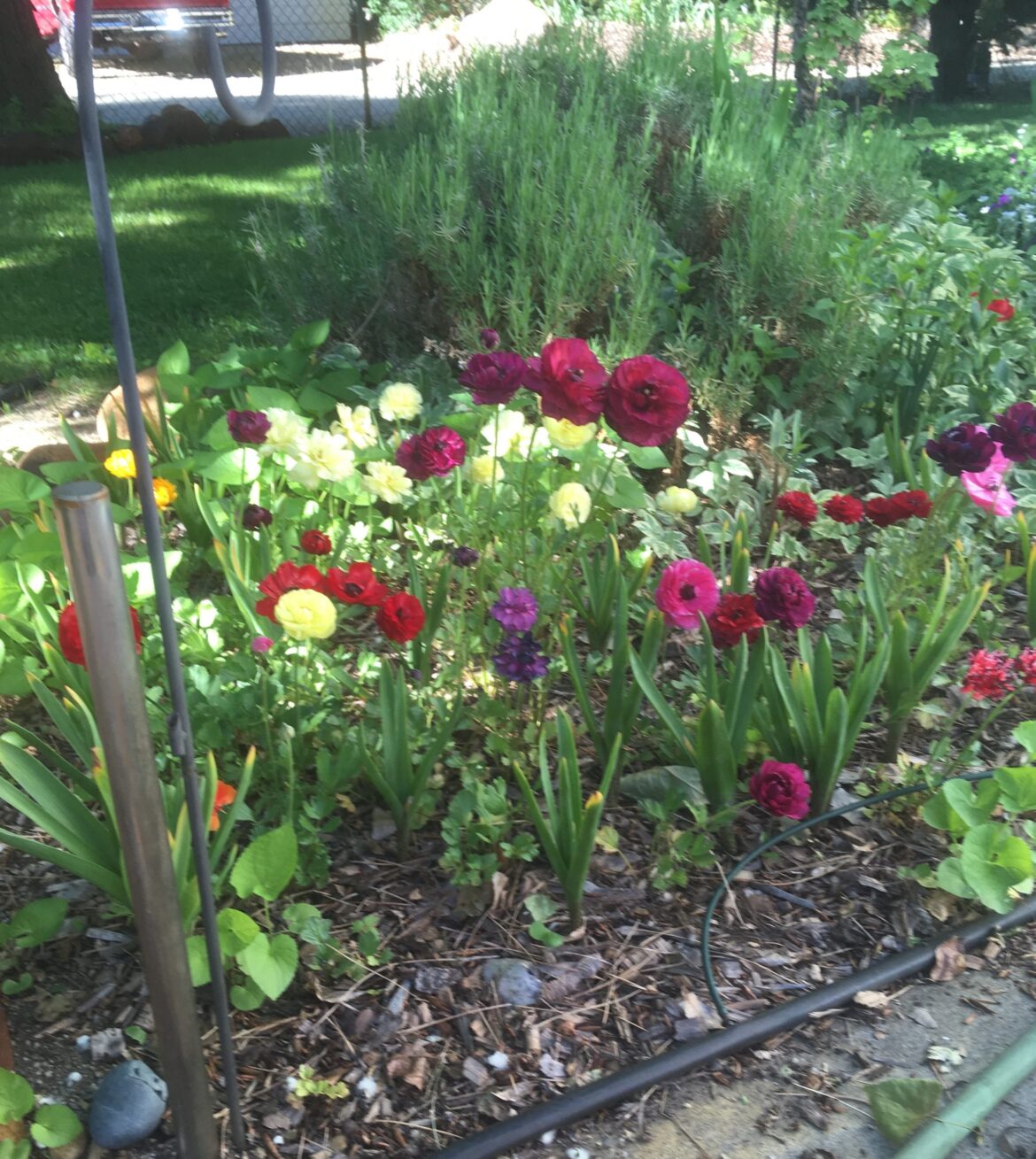 Northern Nevada landscapes and backyards: Chaos gardening