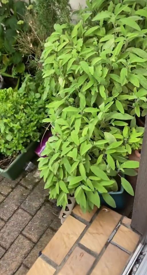 Sage plants in pots on a patio.