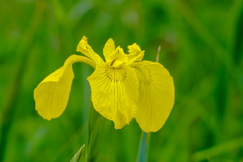 iris