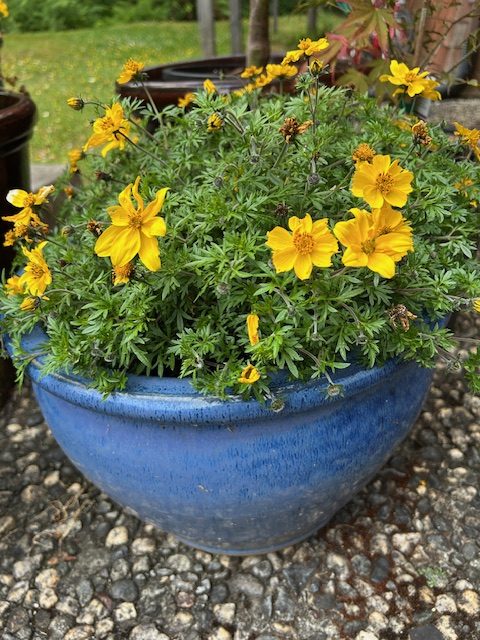 North Coast Gardening | Colorful pollinator plant is easy to maintain – Times-Standard North Coast Gardening | Colorful pollinator plant is easy to maintain – Times-Standard