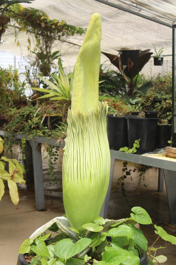 Phil — one of Cal State Long Beach’s rare corpse...