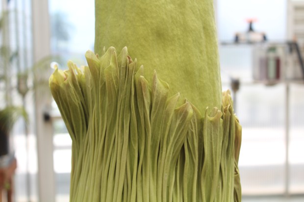 Phil — one of Cal State Long Beach’s rare corpse...