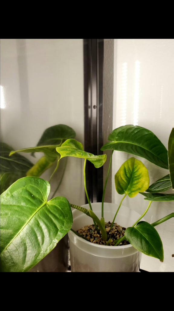 Long. Live. The King (Vetchii).