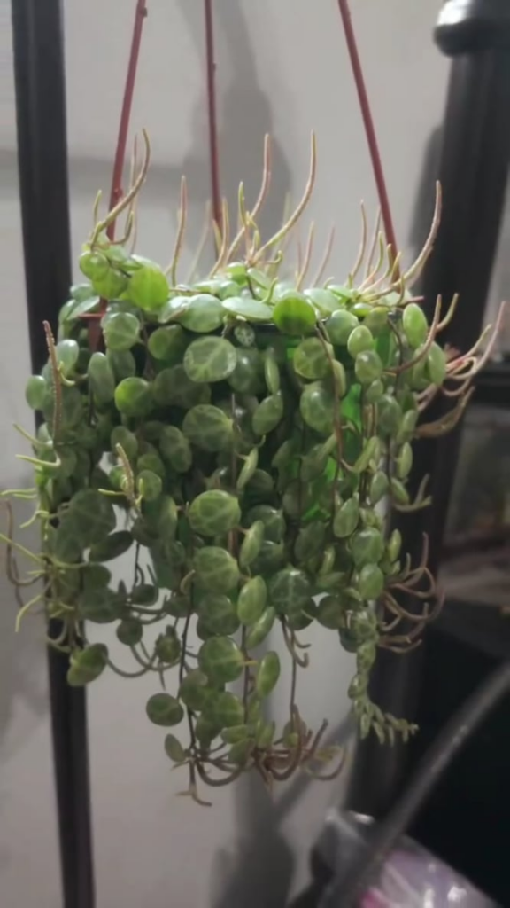 To cut or not to cut is the question. To cut or not to cut is the question.