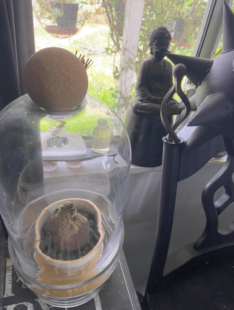 Should I have these many sprouts?