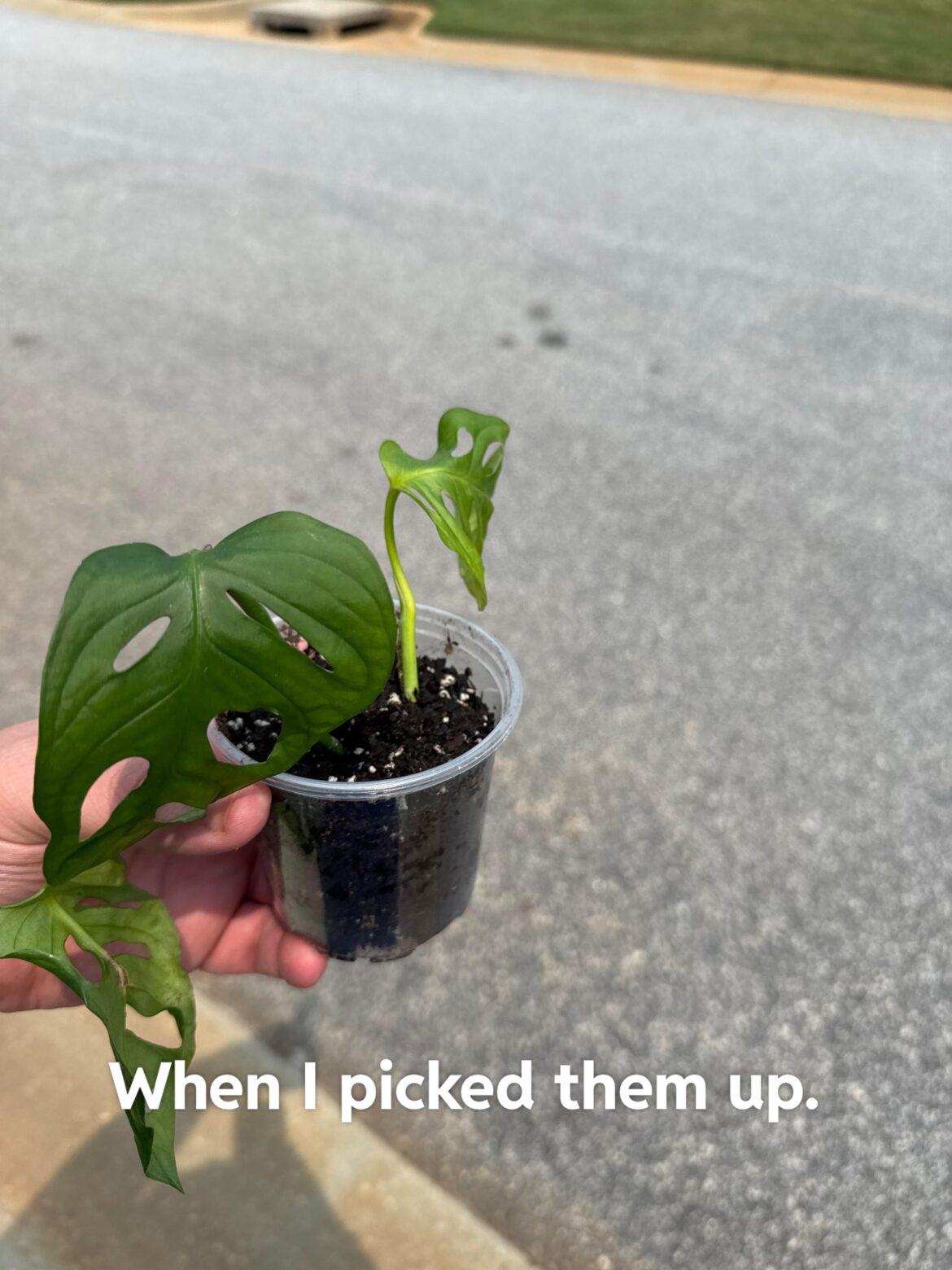 My First Aroid