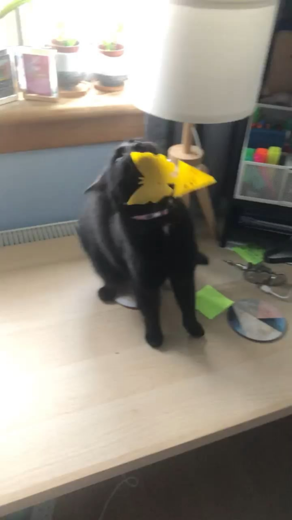 Perhaps a familiar sight if you have cats and houseplants 🙄