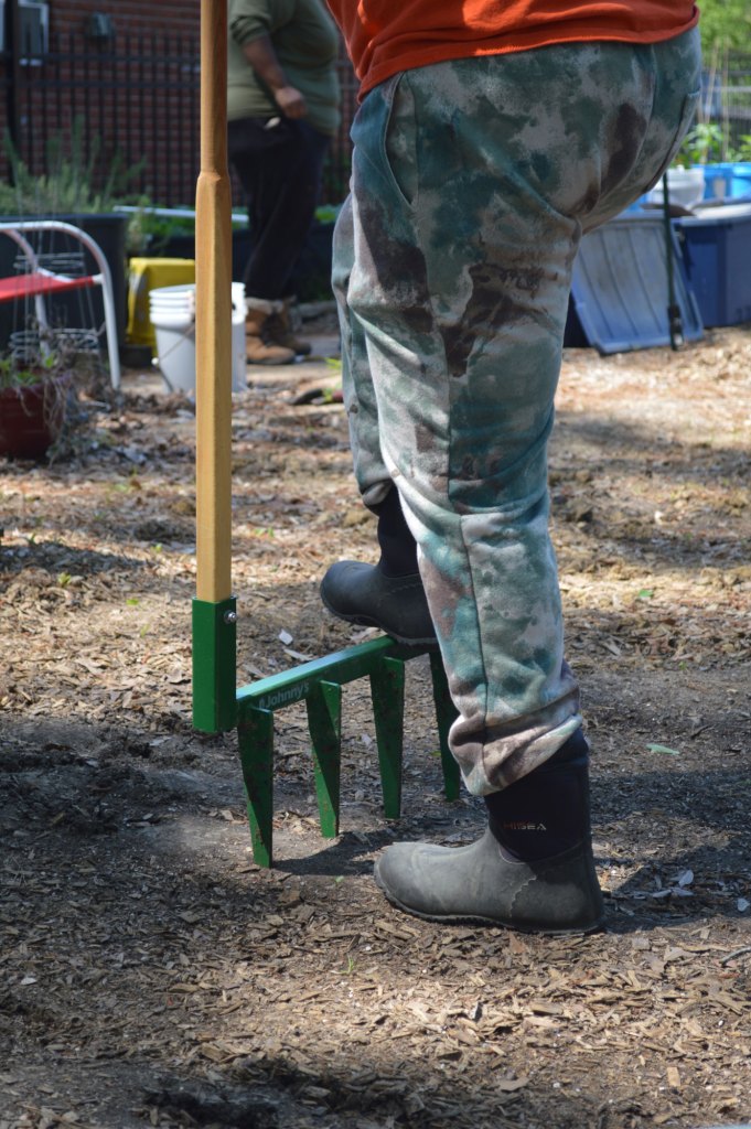 A longer view of a person stepping on a broadfork farming tool to disrupt the soil below