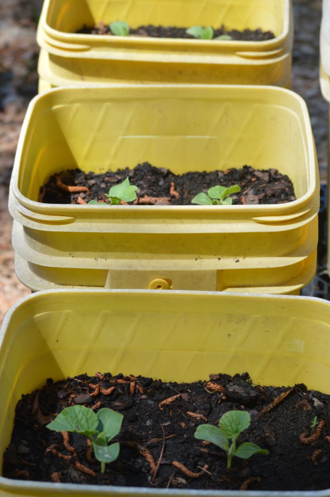 Seedlings growing in large yellow buckets outside