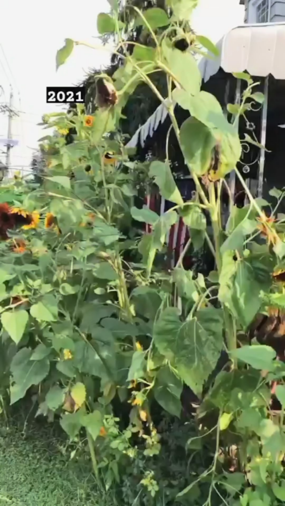 Four year transformation of my little plot