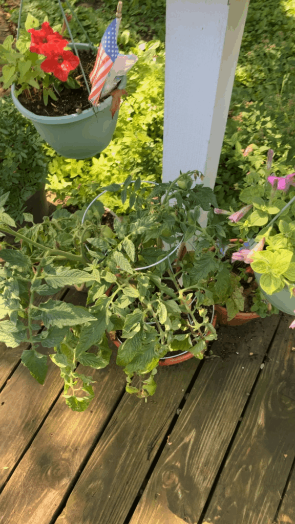 My tomato’s