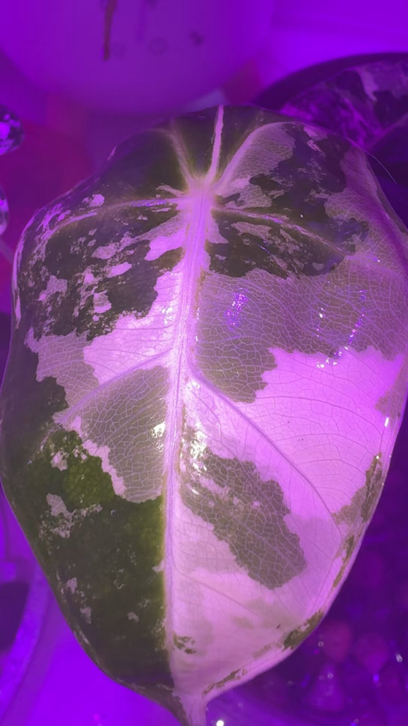 Variegated Frydek