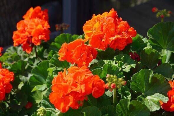 Orange geraniums