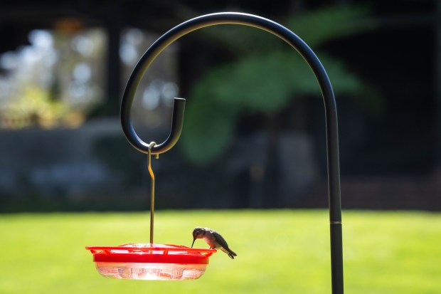 A hummingbird visits ta feeder. Sarah Reingewirtz, Los Angeles Daily News/SCNG)
