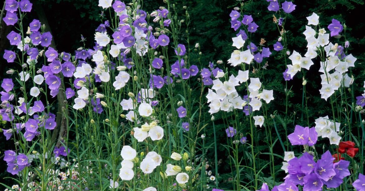 How to keep your garden blooming all summer long – The Irish Times How to keep your garden blooming all summer long – The Irish Times