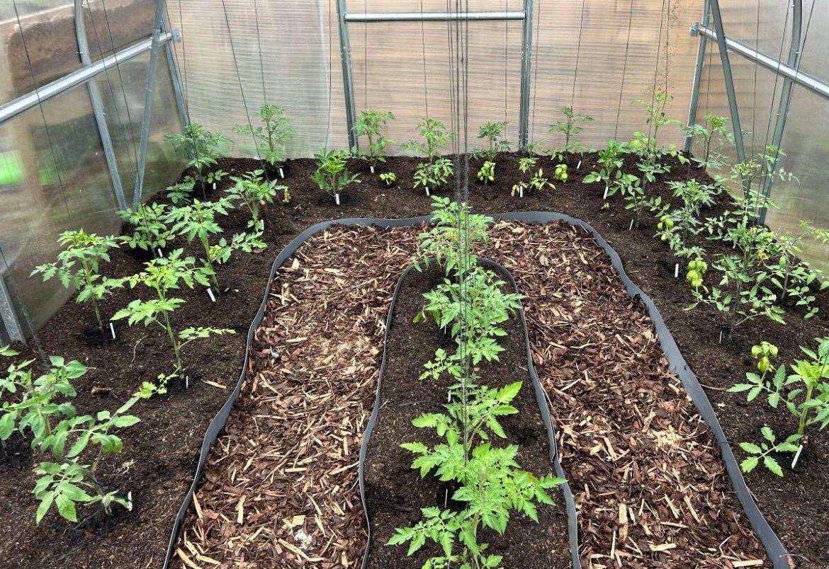 Gayton gardener Jamie Marsh shares his passion for growing his favourite things Gayton gardener Jamie Marsh shares his passion for growing his favourite things