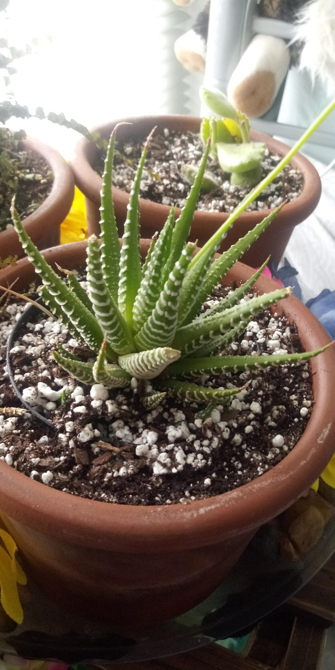 My Hawortia Zebra June 19th 2021 vs Today