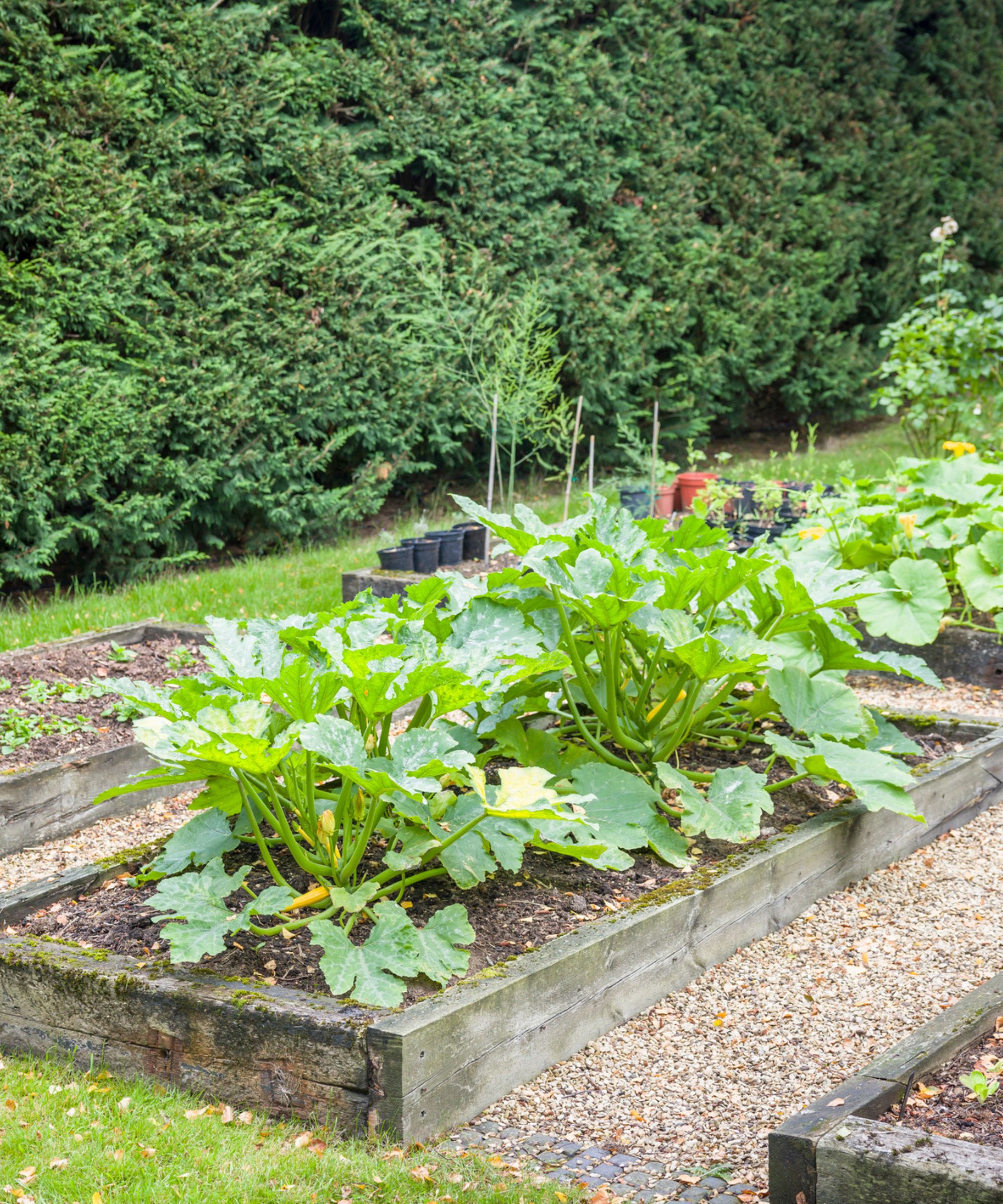 A backyard with rectangular wooden raised beds with large leafy plants growing from them, with gray gravel around them, and a green lawn and hedging around the perimeter