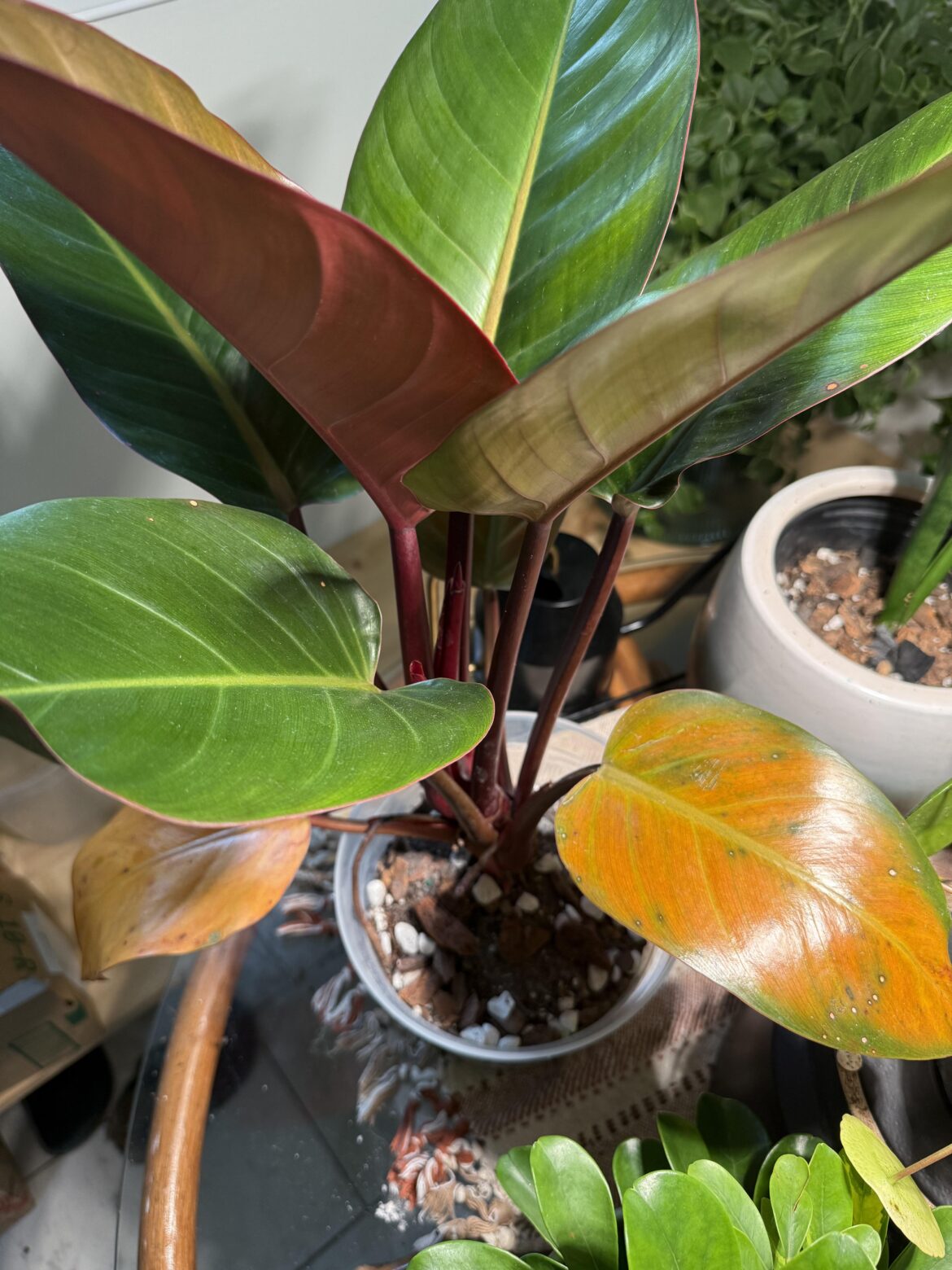 Help with Philodendron yellowing leaves!