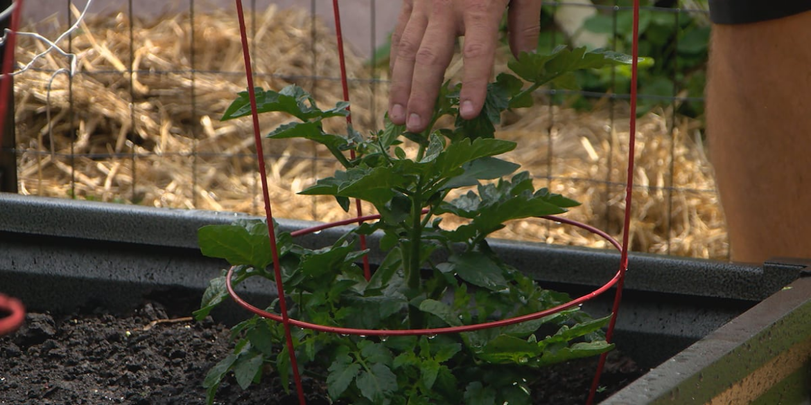 Bloomington alternative school teaches students with hands-on experience in gardening program