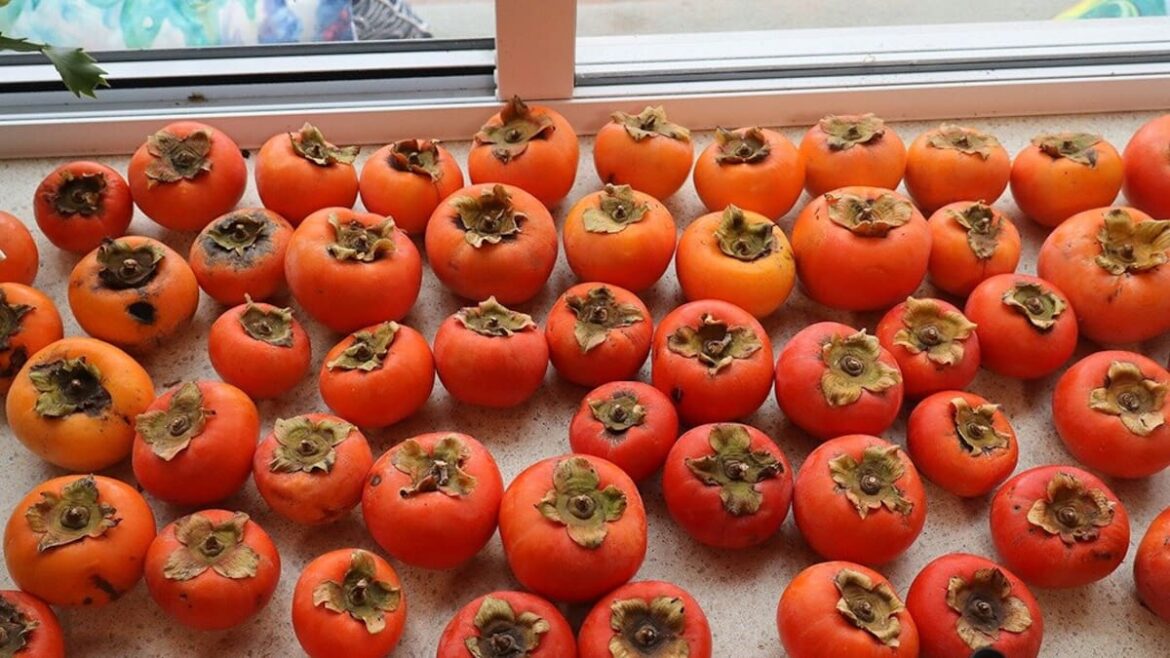Kem Ormond’s vegetable garden: Persimmons, why you should give them a chance Kem Ormond’s vegetable garden: Persimmons, why you should give them a chance