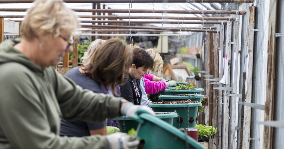 Dixon organization comes up petunias – Shaw Local