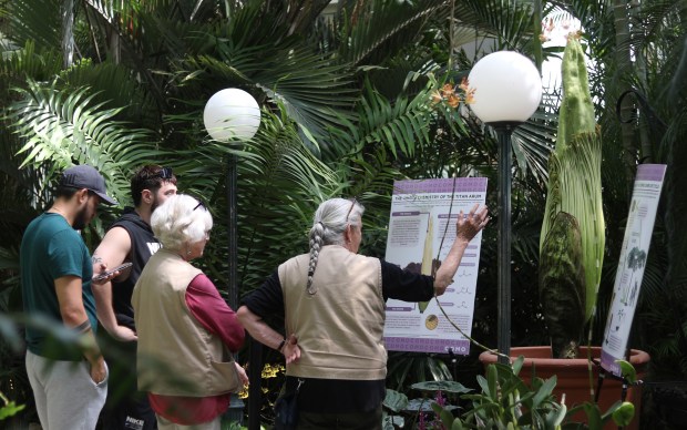 Four people stand near a display featuring a large plant and two posters.
