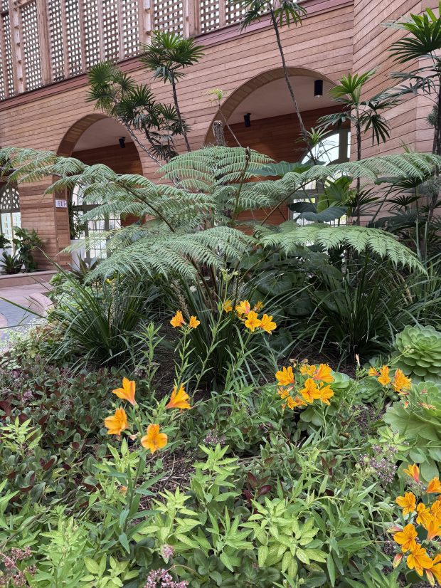 Peruvian lilies in the foreground, Alstroemeria 'Sussex Gold,' have an...