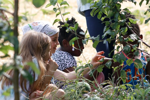Children sit under an apple tree listening to Katie Taylor, the farmer manager of Easton Urban Farm, on Monday, June 30, 2025, in Easton. Easton Urban Farm invited children ages 5-10 for a tour of the garden, an opportunity to pick raspberries and an art session to paint a gazebo. The nonprofit, which is connected to the Neighborhood Center's Food Pantry, supplies fresh produce to low-income families. (Oliver Lois Economidis/The Morning Call)