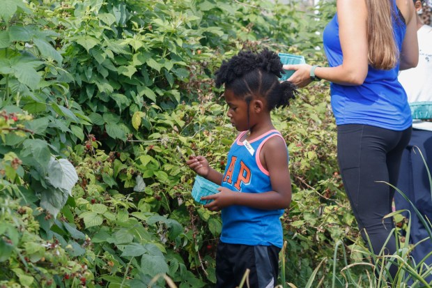 Children pick and eat raspberries Monday, June 30, 2025, at the Easton Urban Farm. The nonprofit, which supplies fresh produce to low-income families, invited children ages 5-10 for a tour of the garden, an opportunity to pick raspberries and an art session to paint a gazebo. (Oliver Lois Economidis/The Morning Call)
