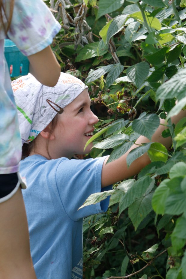 Children pick and eat raspberries Monday, June 30, 2025, at the Easton Urban Farm. The nonprofit, which supplies fresh produce to low-income families, invited children ages 5-10 for a tour of the garden, an opportunity to pick raspberries and an art session to paint a gazebo. (Oliver Lois Economidis/The Morning Call)