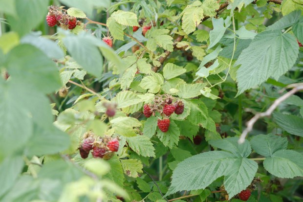 Children pick and eat raspberries Monday, June 30, 2025, at the Easton Urban Farm. The nonprofit, which supplies fresh produce to low-income families, invited children ages 5-10 for a tour of the garden, an opportunity to pick raspberries and an art session to paint a gazebo. (Oliver Lois Economidis/The Morning Call)