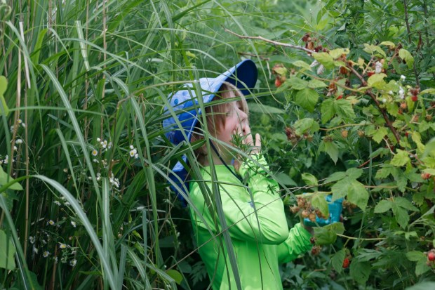 Children pick and eat raspberries Monday, June 30, 2025, at the Easton Urban Farm. The nonprofit, which supplies fresh produce to low-income families, invited children ages 5-10 for a tour of the garden, an opportunity to pick raspberries and an art session to paint a gazebo. (Oliver Lois Economidis/The Morning Call)