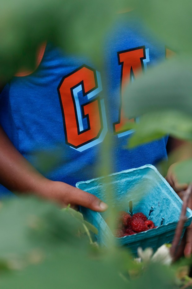 Children pick and eat raspberries Monday, June 30, 2025, at the Easton Urban Farm. The nonprofit, which supplies fresh produce to low-income families, invited children ages 5-10 for a tour of the garden, an opportunity to pick raspberries and an art session to paint a gazebo. (Oliver Lois Economidis/The Morning Call)