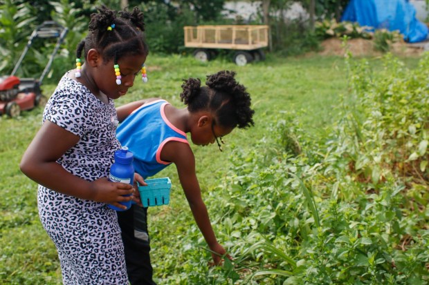 Children pick and eat raspberries Monday, June 30, 2025, at the Easton Urban Farm. The nonprofit, which supplies fresh produce to low-income families, invited children ages 5-10 for a tour of the garden, an opportunity to pick raspberries and an art session to paint a gazebo. (Oliver Lois Economidis/The Morning Call)