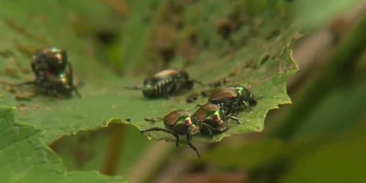 In the Garden: Japanese beetle control