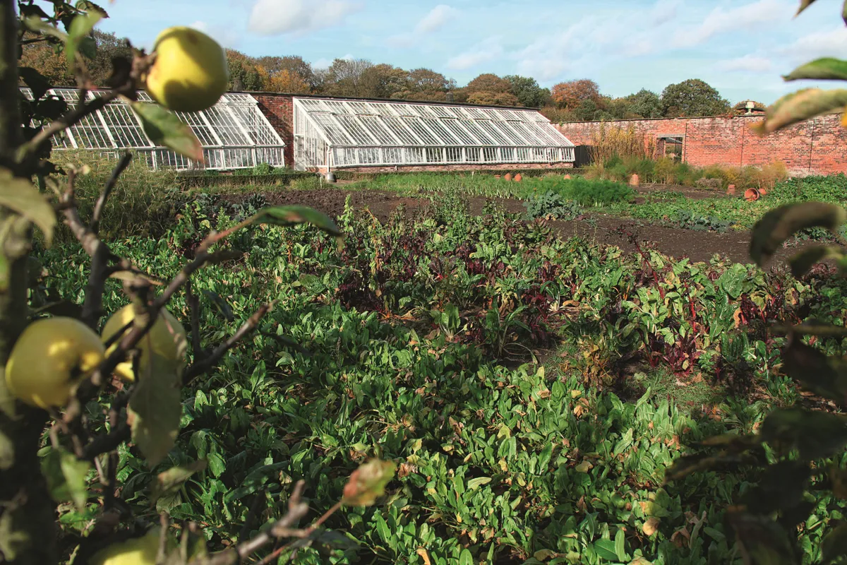 state of Tatton Park, England. Autumnal view of Tatton Parks walled kitchen garden.. Image shot 2010. Exact date unknown.