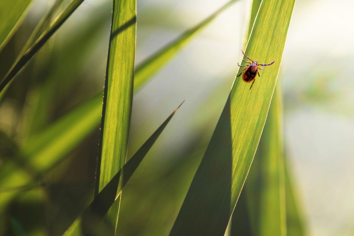 How to Keep Ticks Out of Your Lawn and Garden How to Keep Ticks Out of Your Lawn and Garden