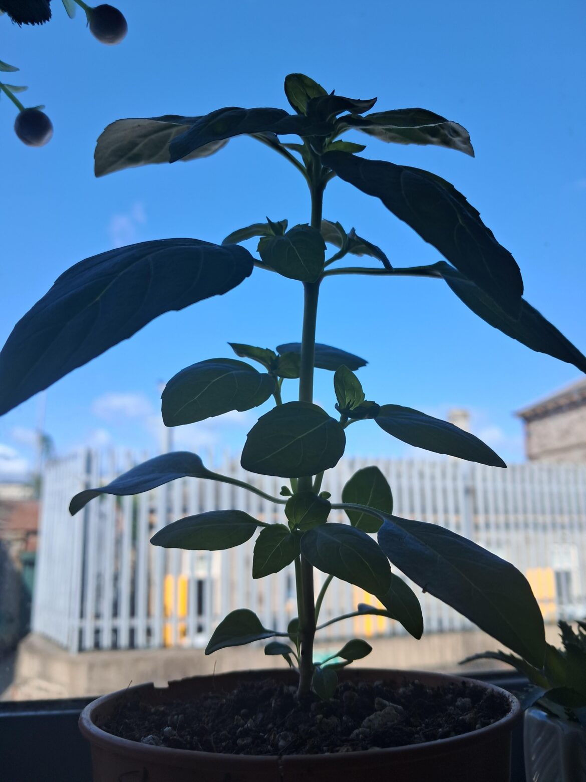 When & how do I cut my basil