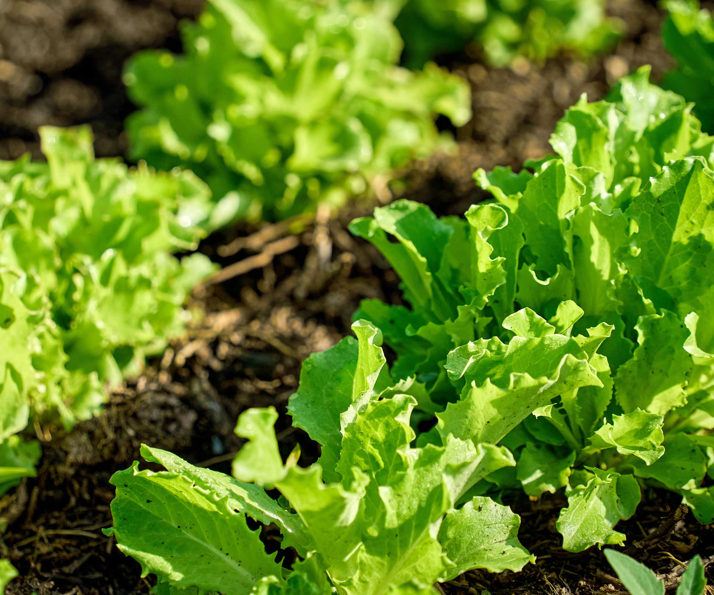 lettuces in vegetable garden