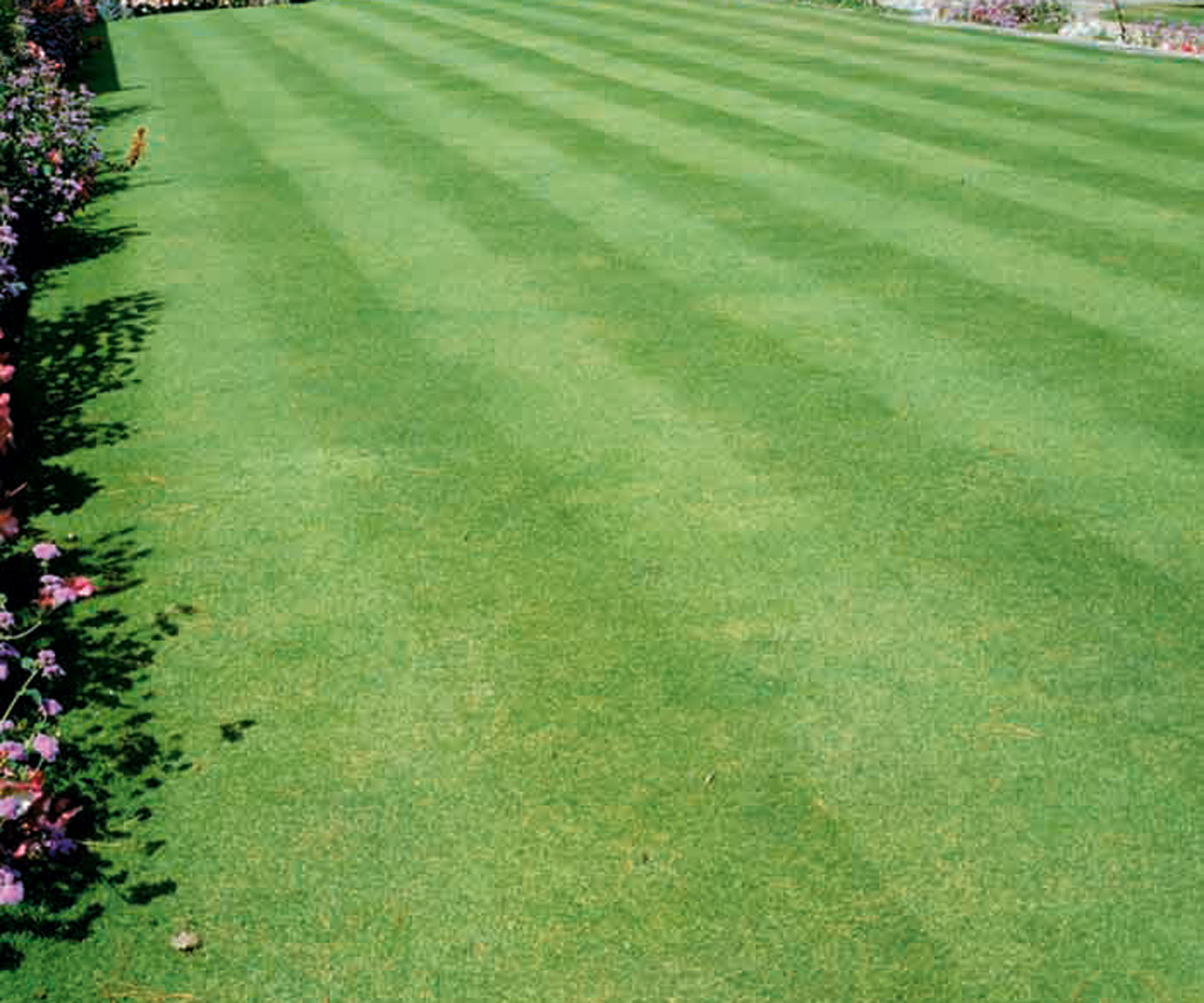 stripy lawn