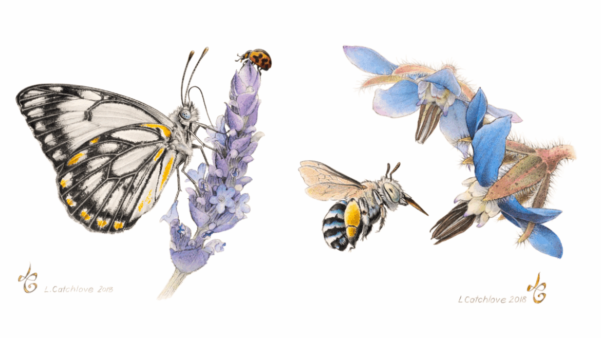 Adelaide Botanic Garden celebrates local artist’s legacy with whimsical new exhibition Adelaide Botanic Garden celebrates local artist’s legacy with whimsical new exhibition